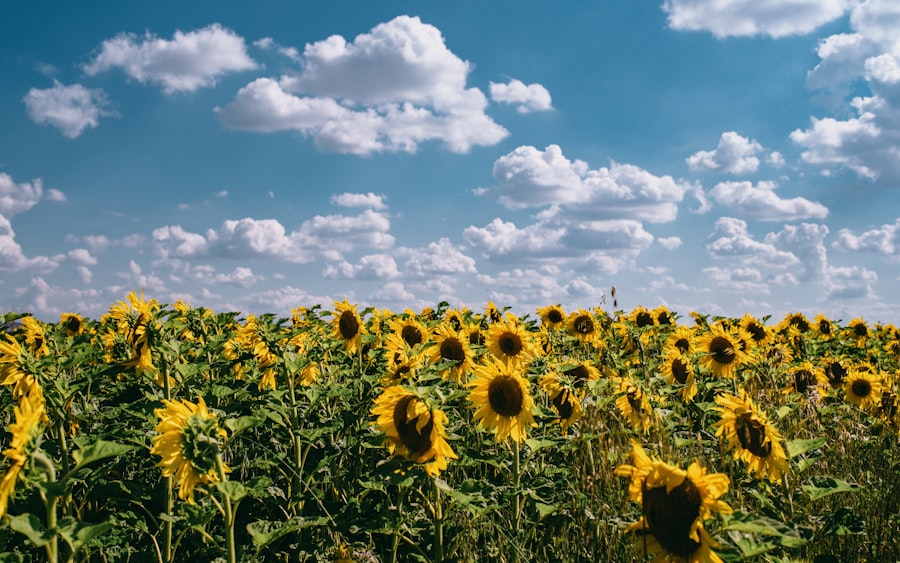 Sunflower field