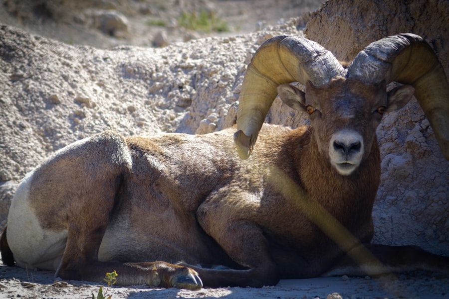 Photo Badlands National Park