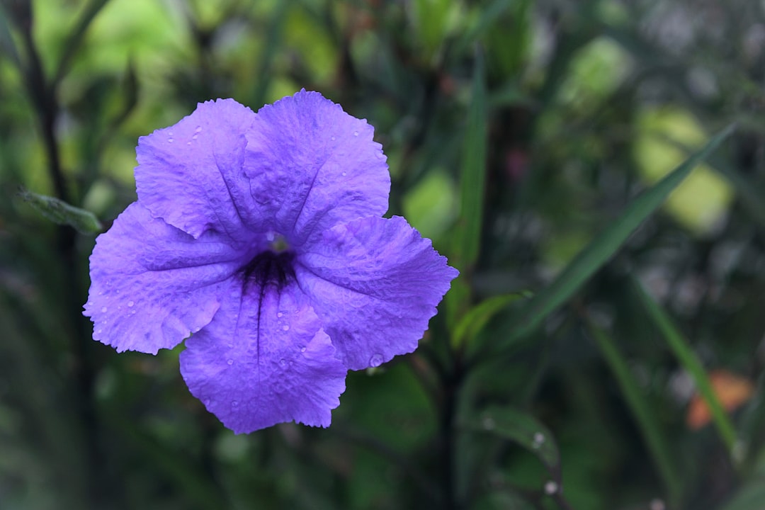 Photo Scenic landscapes