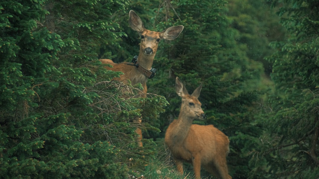 Photo Golden Ears Provincial Park