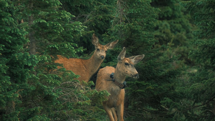 Photo Golden Ears Provincial Park