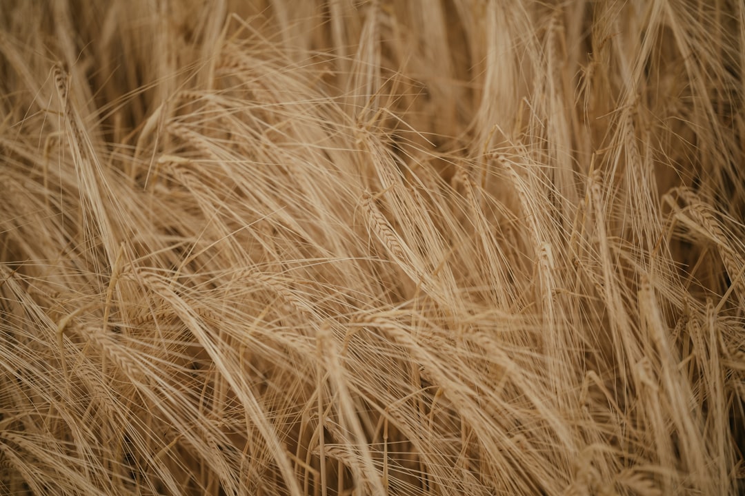 image-228 Photo Harvest festival