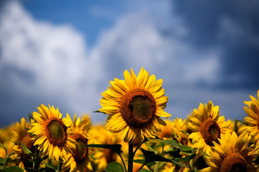 Photo Sunflower field