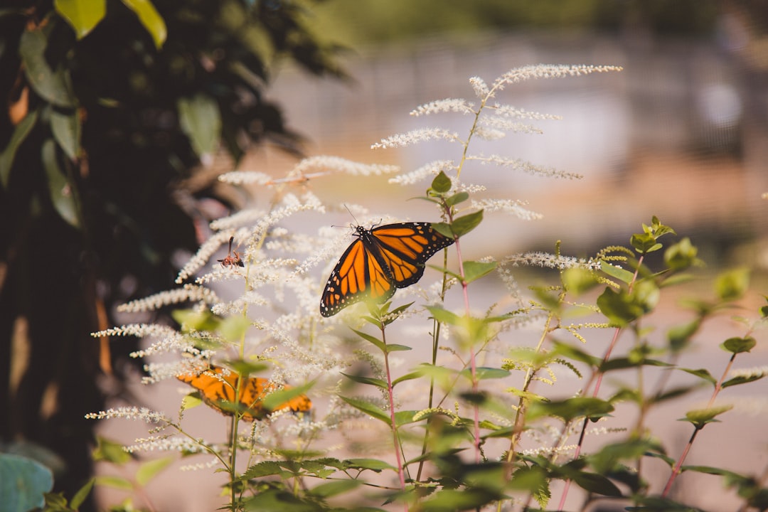 Photo Huntsville, AL