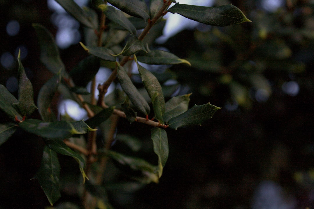 Photo Olive Branch, MS