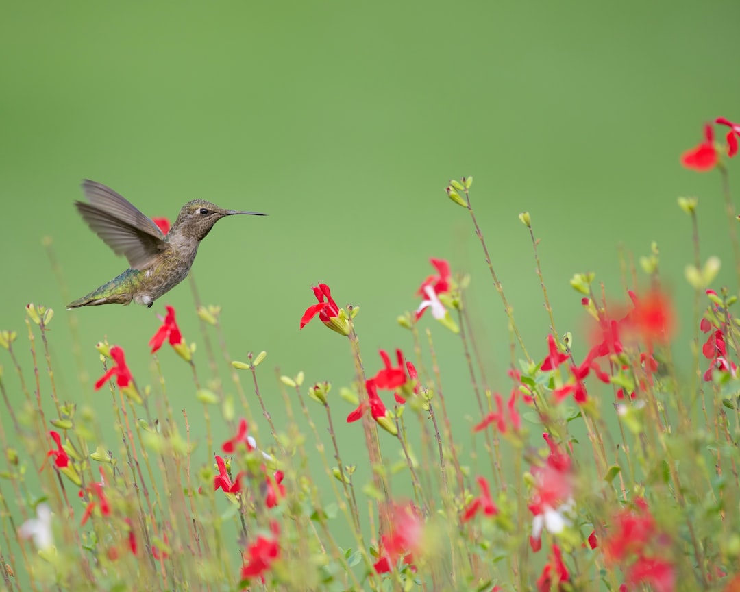 Photo Pleasanton, CA