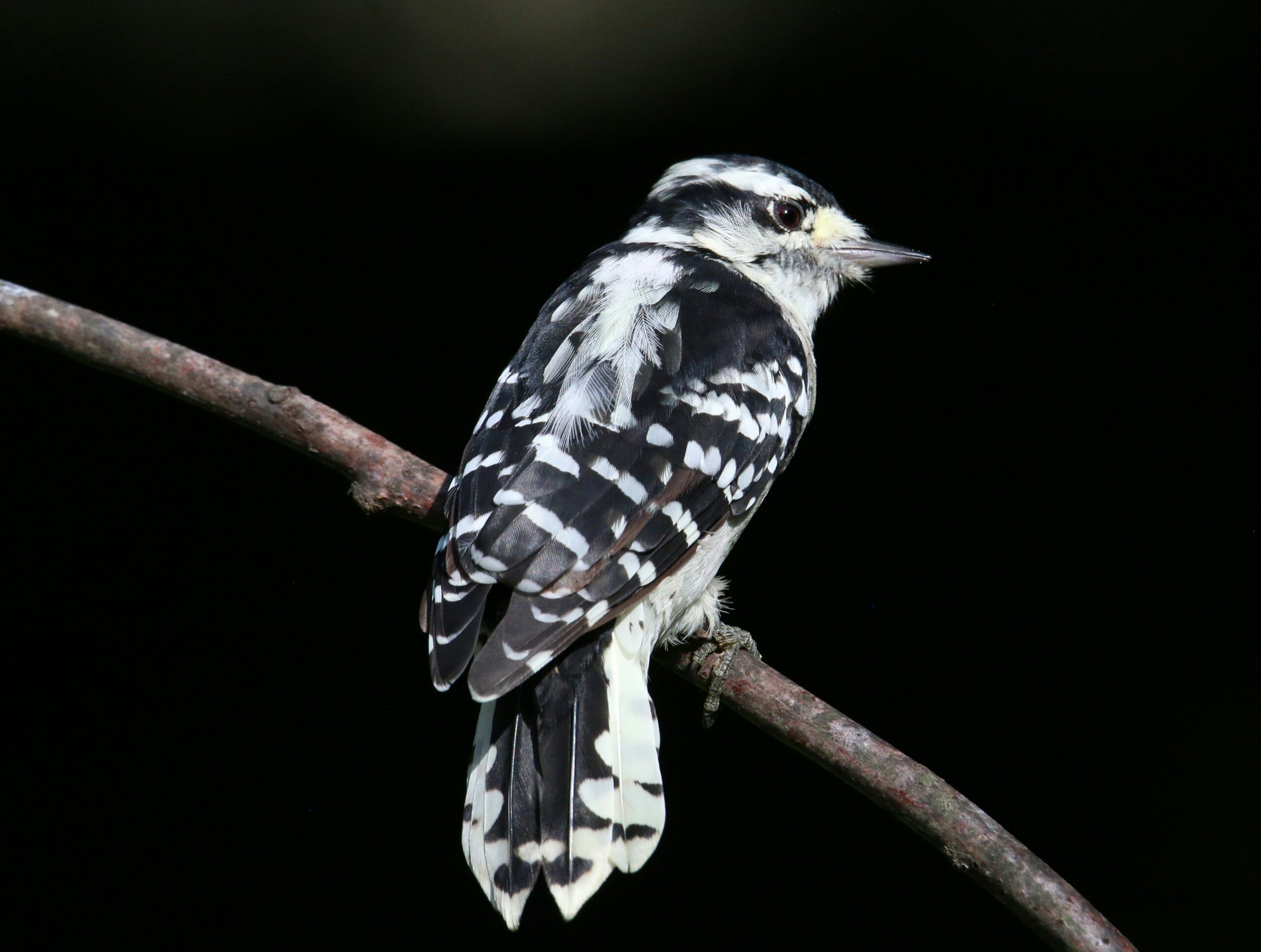 260120261769452479 Jpeg