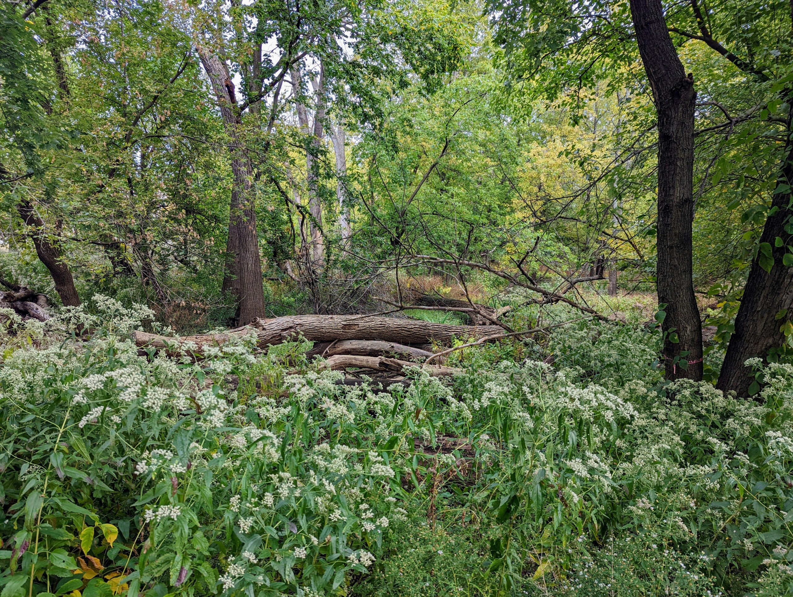 010320261772390064 Jpeg